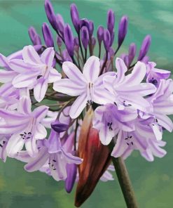 Agapanthus paint by number
