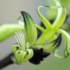Black And Green Kangaroo Paw paint by number