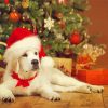 Christmas White Labrador paint by number