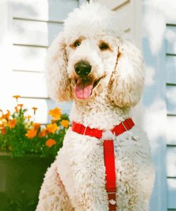 Happy White Poodle paint by number