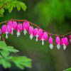 Pink Asian Bleeding Heart Paint By Numbers