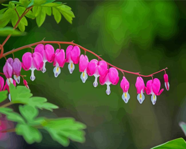 Pink Asian Bleeding Heart Paint By Numbers