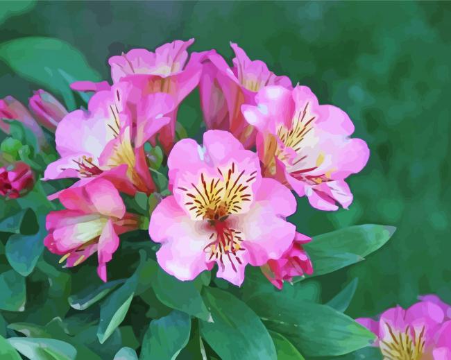 Pink Alstroemeria Flower Paint By Numbers