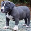 Pit Bull Puppy paint by number