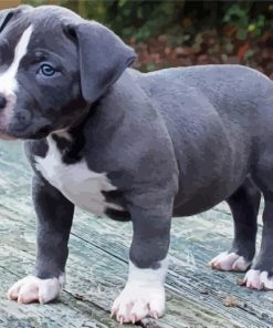 Pit Bull Puppy paint by number
