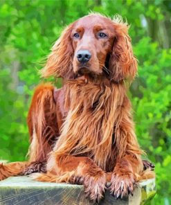 Red Setter paint by number