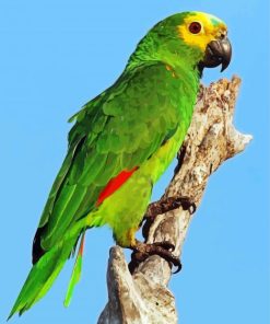 Turquoise Fronted Amazon Bird paint by number