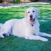 White Golden Retriever Dog Paint By Numbers