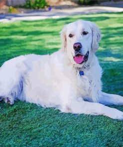 White Golden Retriever Dog Paint By Numbers