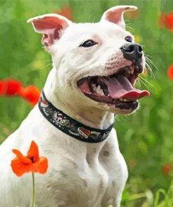 White Staffie Dog paint by number
