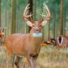 Whitetail Deer paint by number