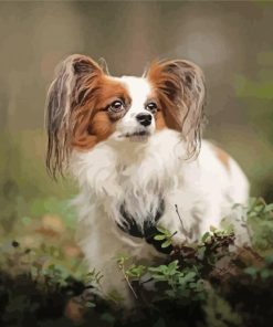 Adorable Papillon Dog paint by number