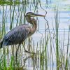 Blue Heron In A Swamp paint by number