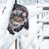 Cute Cat And Snow paint by number