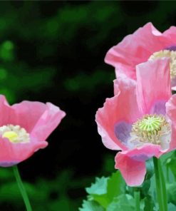 Pink White Poppies paint by number