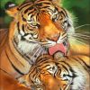 Romantic Tiger Couple Lovers Paint By Numbers