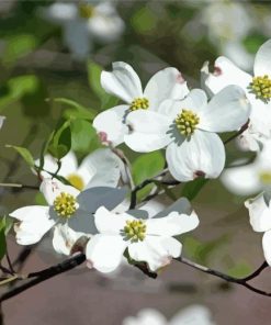 White Dogwoods Paint By Numbers