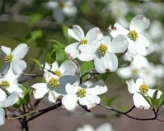 White Dogwoods Paint By Numbers