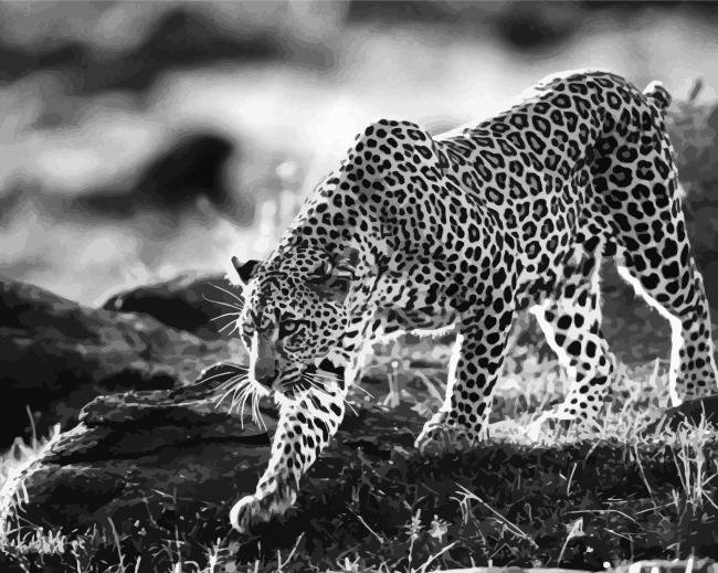 Wild Black And White Cheetahs Paint By Numbers