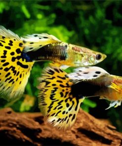 Yellow Guppy Fish Paint By Numbers